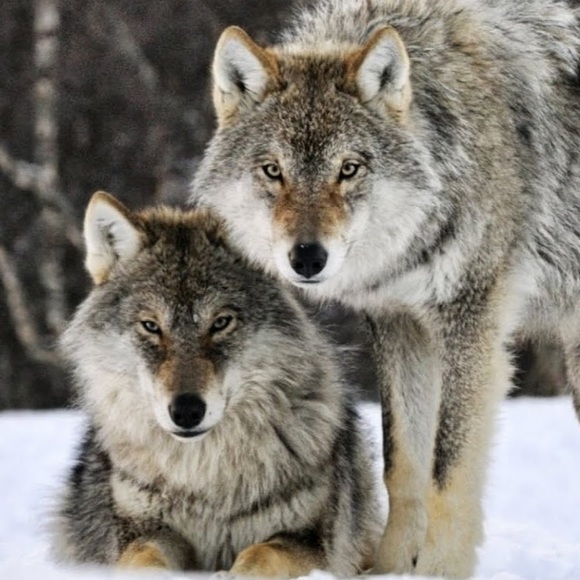 silverwolf4795